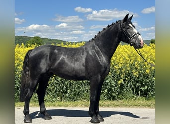 Schweres Warmblut, Wallach, 3 Jahre, 168 cm, Rappschimmel