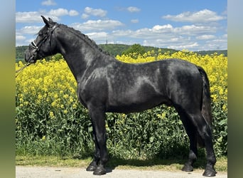 Schweres Warmblut, Wallach, 3 Jahre, 168 cm, Rappschimmel