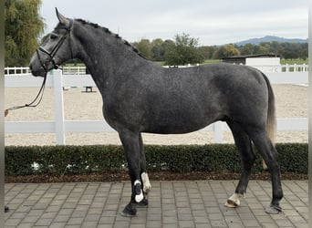 Schweres Warmblut, Wallach, 3 Jahre, 168 cm, Schimmel