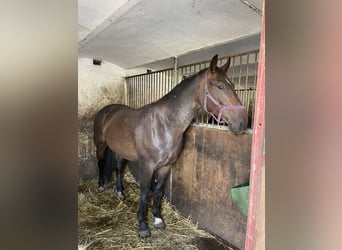 Schweres Warmblut, Wallach, 3 Jahre, 170 cm, Brauner