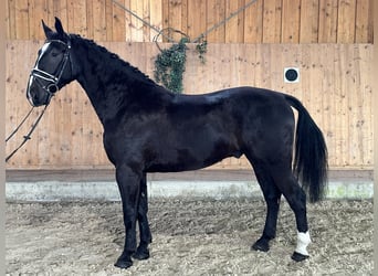 Schweres Warmblut, Wallach, 3 Jahre, 170 cm, Rappe