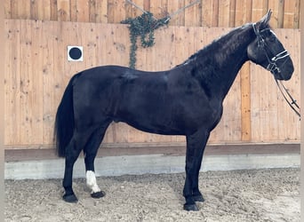 Schweres Warmblut, Wallach, 3 Jahre, 170 cm, Rappe