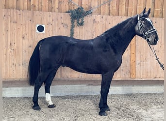 Schweres Warmblut, Wallach, 3 Jahre, 170 cm, Rappe