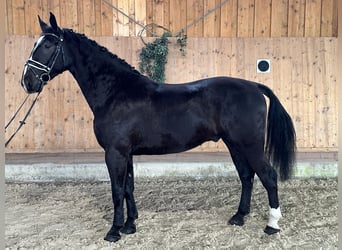 Schweres Warmblut, Wallach, 3 Jahre, 170 cm, Rappe