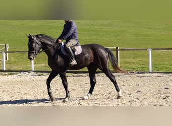 Schweres Warmblut, Wallach, 3 Jahre, 170 cm, Rappschimmel