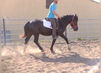 Schweres Warmblut Mix, Wallach, 4 Jahre, 155 cm, Rappe