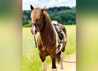 Schweres Warmblut, Wallach, 4 Jahre, 155 cm, Schecke