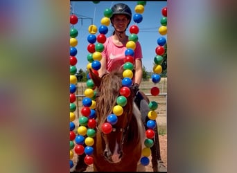 Schweres Warmblut, Wallach, 4 Jahre, 155 cm, Schecke