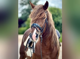 Schweres Warmblut, Wallach, 4 Jahre, 155 cm, Schecke