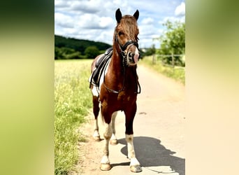 Schweres Warmblut, Wallach, 4 Jahre, 155 cm, Schecke