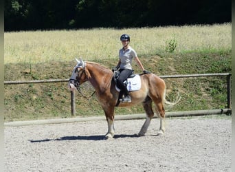 Schweres Warmblut, Wallach, 4 Jahre, 157 cm, Fuchs