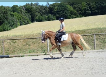 Schweres Warmblut, Wallach, 4 Jahre, 157 cm, Fuchs