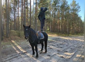 Schweres Warmblut, Wallach, 4 Jahre, 157 cm, Rappe