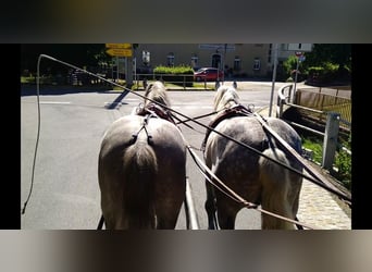 Schweres Warmblut, Wallach, 4 Jahre, 157 cm, Schimmel