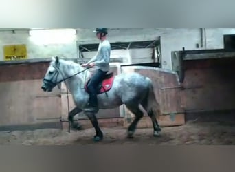 Schweres Warmblut, Wallach, 4 Jahre, 157 cm, Schimmel