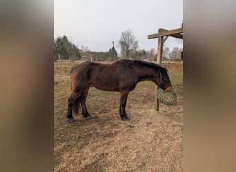 Schweres Warmblut, Wallach, 4 Jahre, 158 cm, Dunkelbrauner