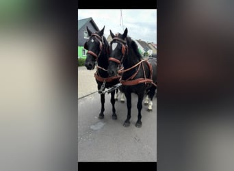 Schweres Warmblut, Wallach, 4 Jahre, 158 cm, Rappe