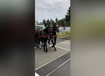 Schweres Warmblut, Wallach, 4 Jahre, 158 cm, Rappe