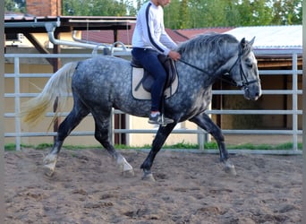 Schweres Warmblut, Wallach, 4 Jahre, 160 cm, Apfelschimmel