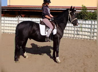 Schweres Warmblut, Wallach, 4 Jahre, 160 cm, Apfelschimmel