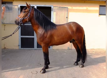 Schweres Warmblut, Wallach, 4 Jahre, 160 cm, Apfelschimmel
