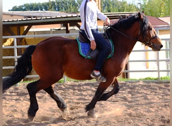 Schweres Warmblut, Wallach, 4 Jahre, 160 cm, Apfelschimmel