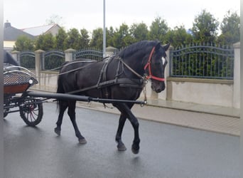 Schweres Warmblut, Wallach, 4 Jahre, 160 cm, Apfelschimmel