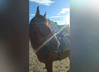 Schweres Warmblut Mix, Wallach, 4 Jahre, 160 cm, Brauner