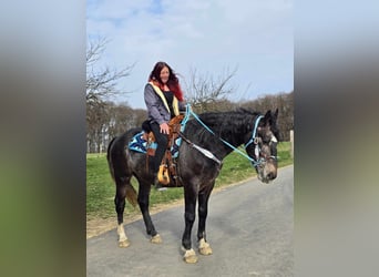 Schweres Warmblut, Wallach, 4 Jahre, 160 cm, Rappschimmel