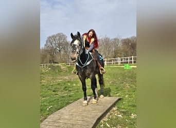 Schweres Warmblut, Wallach, 4 Jahre, 160 cm, Rappschimmel