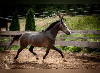 Schweres Warmblut, Wallach, 4 Jahre, 160 cm, Rappschimmel
