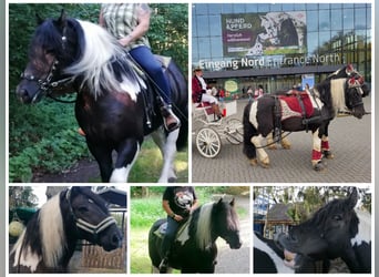 Schweres Warmblut Mix, Wallach, 4 Jahre, 160 cm, Schecke