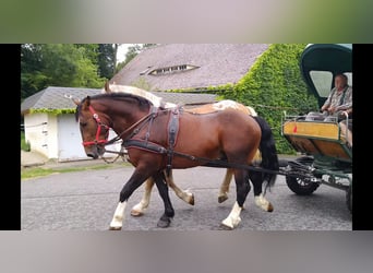 Schweres Warmblut, Wallach, 4 Jahre, 162 cm, Brauner