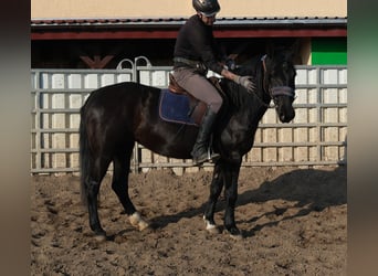 Schweres Warmblut Mix, Wallach, 4 Jahre, 162 cm, Dunkelfuchs