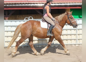 Schweres Warmblut Mix, Wallach, 4 Jahre, 162 cm, Dunkelfuchs