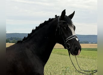 Schweres Warmblut, Wallach, 4 Jahre, 162 cm, Rappe