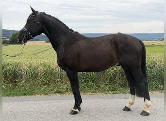 Schweres Warmblut, Wallach, 4 Jahre, 162 cm, Rappe