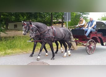 Schweres Warmblut, Wallach, 4 Jahre, 162 cm, Schimmel
