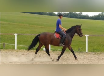 Schweres Warmblut, Wallach, 4 Jahre, 163 cm, Brauner