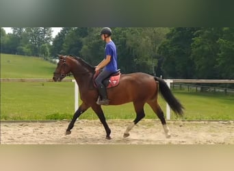 Schweres Warmblut, Wallach, 4 Jahre, 163 cm, Brauner