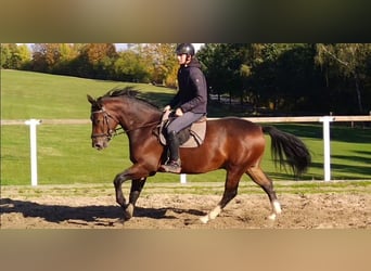 Schweres Warmblut, Wallach, 4 Jahre, 163 cm, Brauner