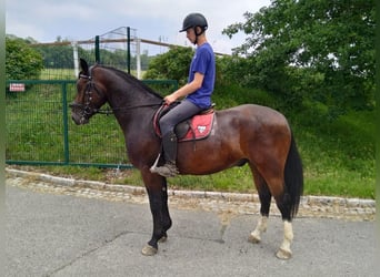 Schweres Warmblut, Wallach, 4 Jahre, 163 cm, Brauner