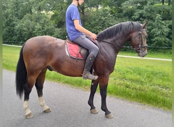 Schweres Warmblut, Wallach, 4 Jahre, 163 cm, Brauner