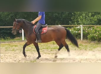 Schweres Warmblut, Wallach, 4 Jahre, 163 cm, Brauner