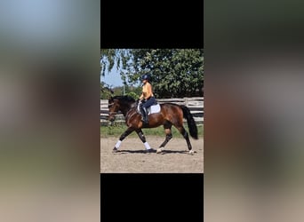 Schweres Warmblut, Wallach, 4 Jahre, 163 cm, Dunkelbrauner