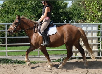 Schweres Warmblut Mix, Wallach, 4 Jahre, 163 cm, Dunkelfuchs