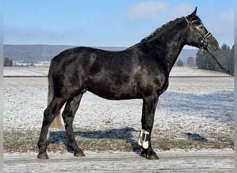 Schweres Warmblut, Wallach, 4 Jahre, 163 cm, Rappschimmel