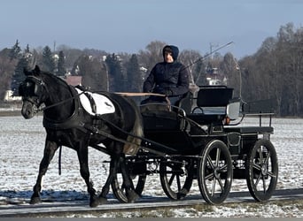 Schweres Warmblut, Wallach, 4 Jahre, 163 cm, Rappschimmel