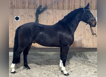 Schweres Warmblut, Wallach, 4 Jahre, 164 cm, Dunkelbrauner