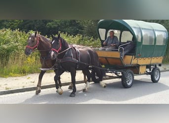 Schweres Warmblut, Wallach, 4 Jahre, 164 cm, Rappe